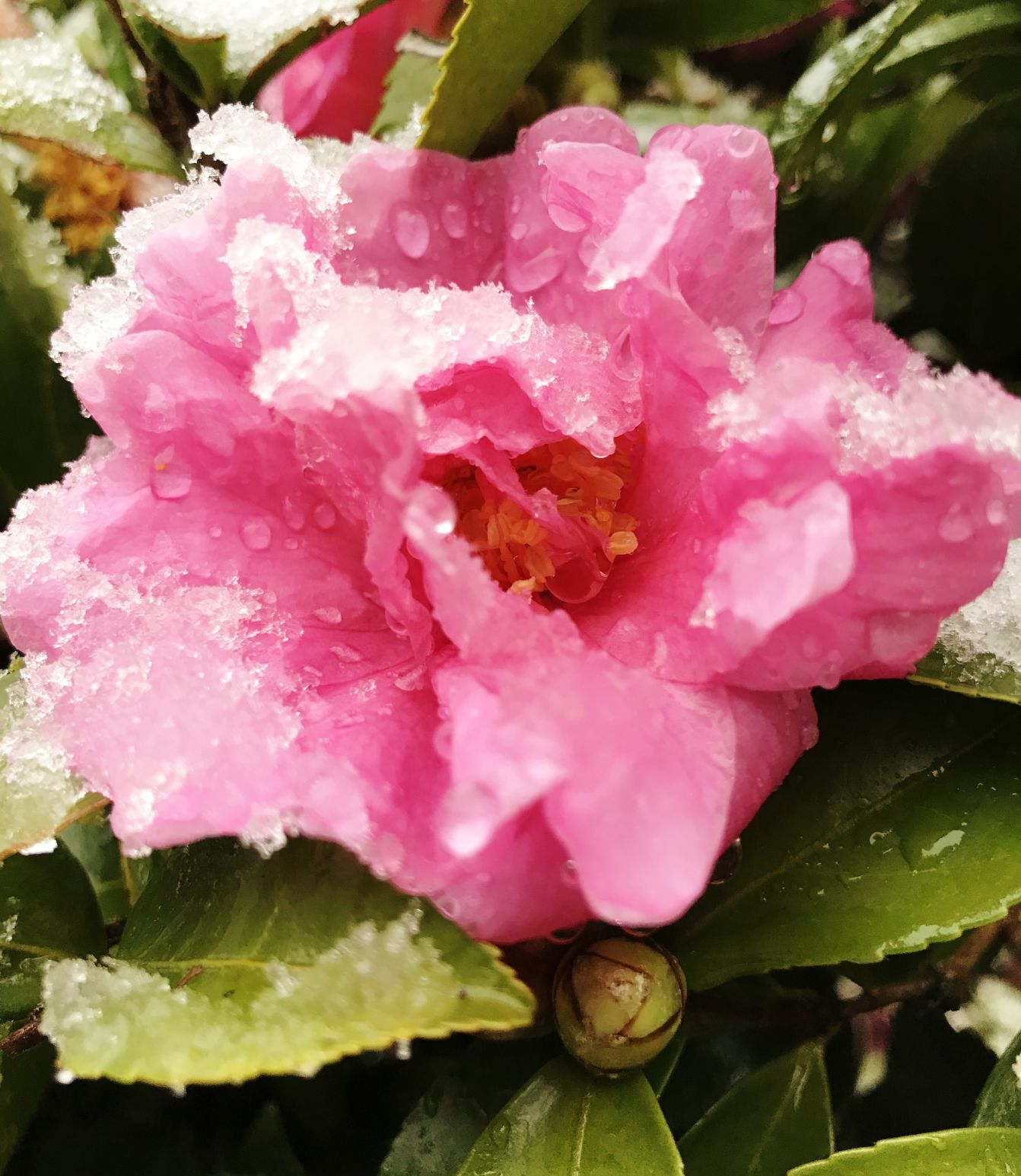 Flower by Vic